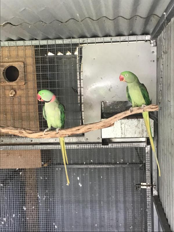Alexandrine Breeding Pair