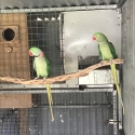 Alexandrine Breeding Pair