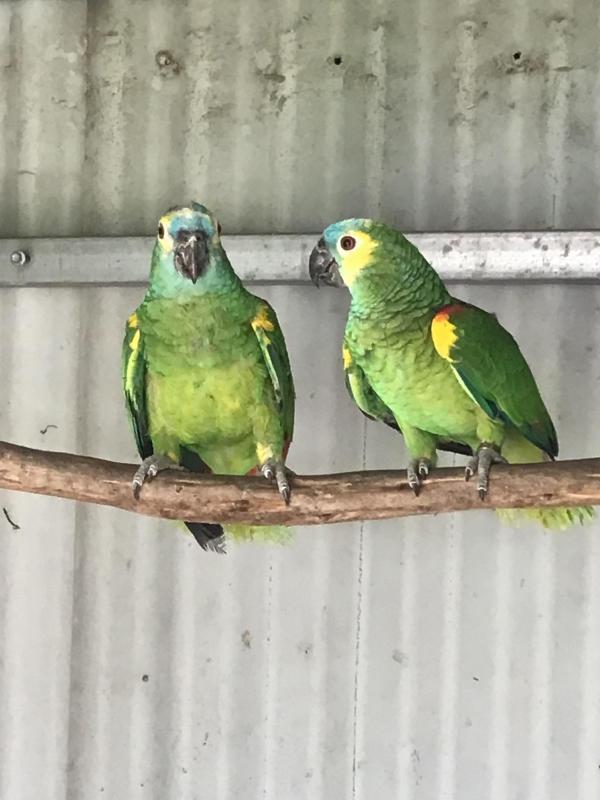 Blue Fronted Amazons