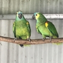 Blue Fronted Amazons