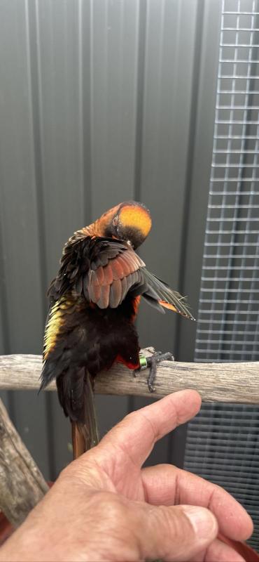 Dusky Lory male hand tame and talk 3 years old