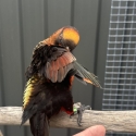 Dusky Lory male hand tame and talk 3 years old