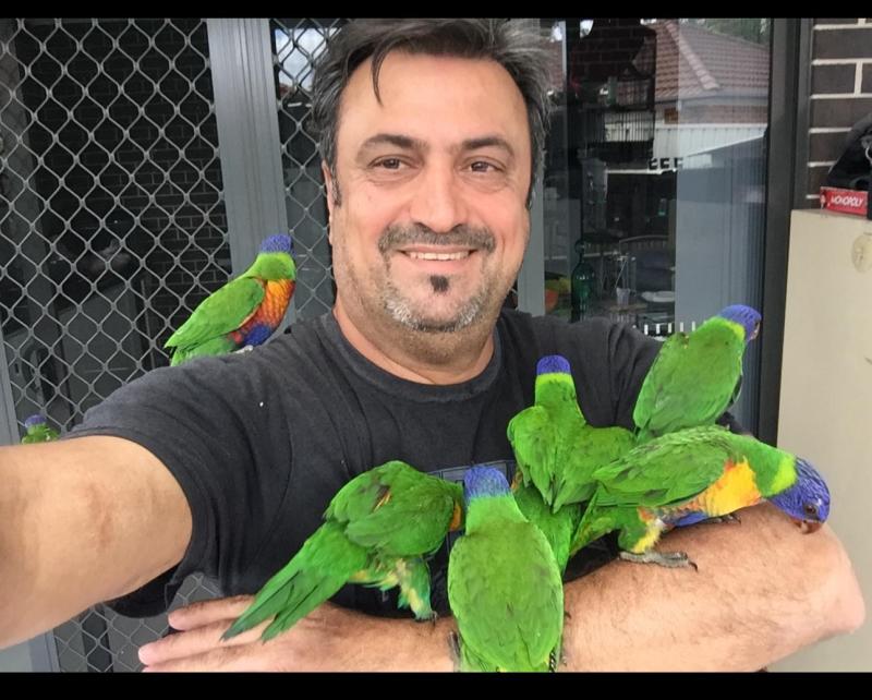 Baby rainbow Lorakeet tame friendly very nice colour