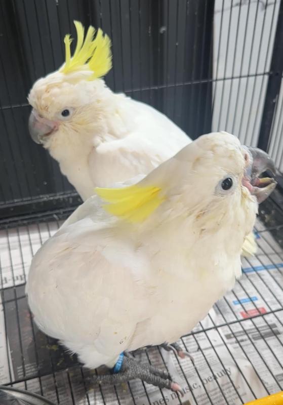 Baby Sulphur-crested Cockatoos hand raised tame