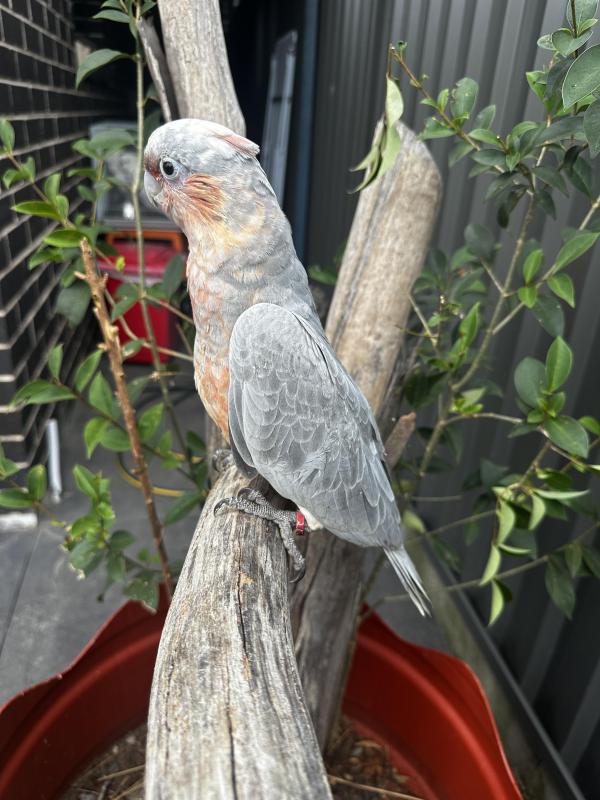 Baby Galah X Corellas  hand raised very friendly female