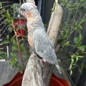 Baby Galah X Corellas  hand raised very friendly female