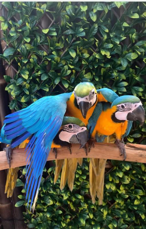 Baby Blue & Gold Macaw hand raised very very tame