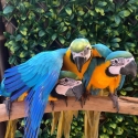 Baby Blue & Gold Macaw hand raised very very tame