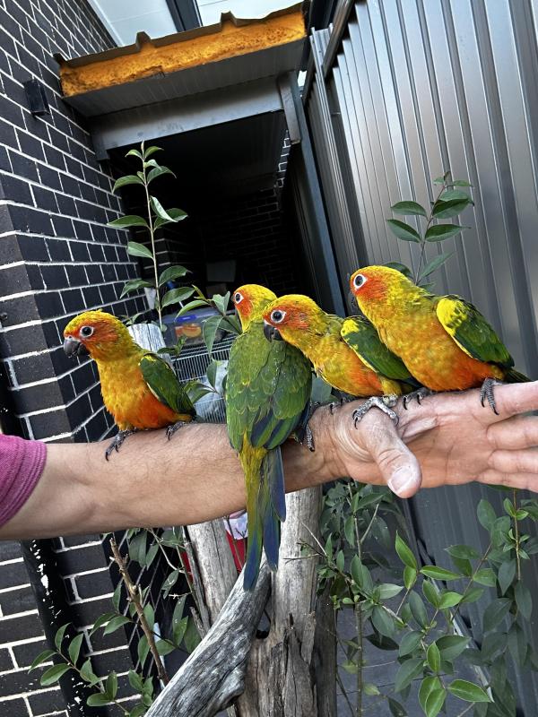 Baby Sun Conures and a blue Green Cheek conure hand Raisd