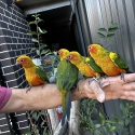 Baby Sun Conures and a blue Green Cheek conure hand Raisd