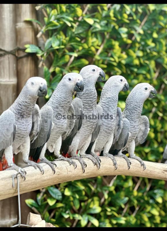 Babies African Grey hand raise tame very friendly