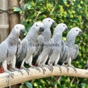 Babies African Grey hand raise tame very friendly