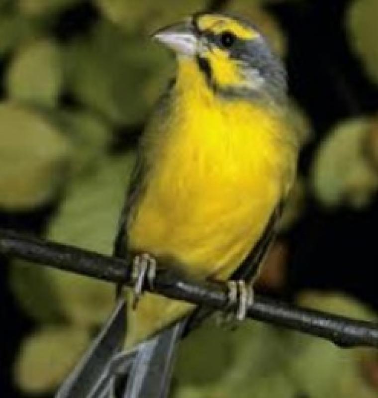 FINCHES GREEN SINGERS