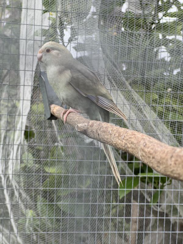 Fallow Blue Kakarikis