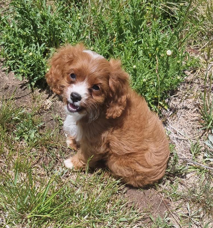 male toy cavoodle 0473070328 $1200 glen innes
