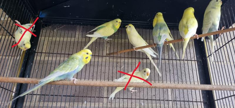 Budgies for sale