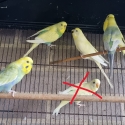 Budgies for sale
