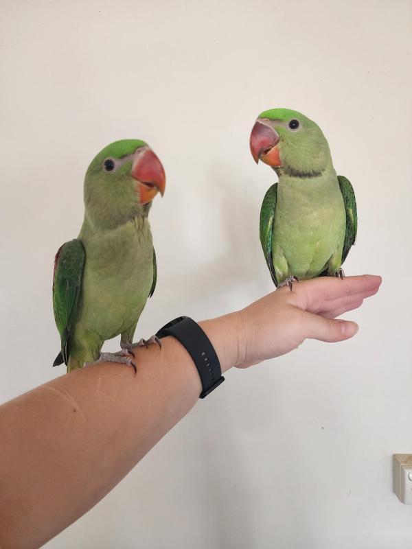 Hand raised alexandrines