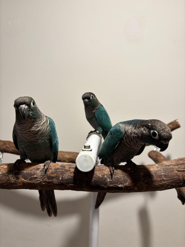 Green cheek conures