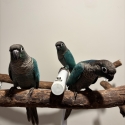 Green cheek conures