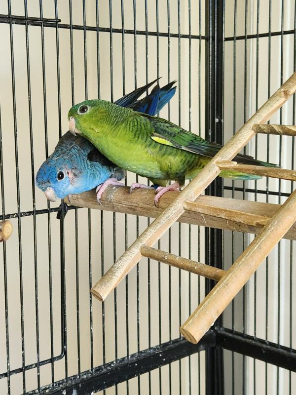 Lineolated/ Linnies Pair