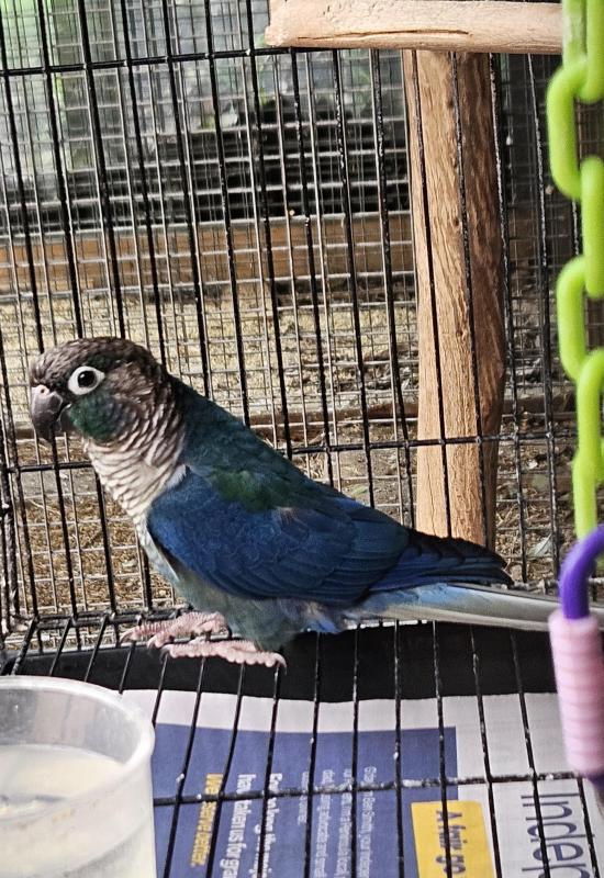Green cheek conure Female