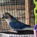 Green cheek conure Female