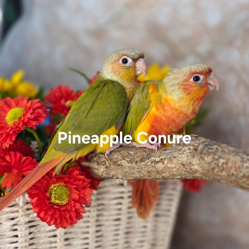 Handraised  baby Conures ALL COLOURS