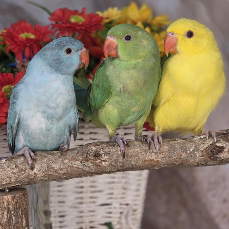 Handraised baby indian ringnecks