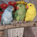 Handraised baby indian ringnecks