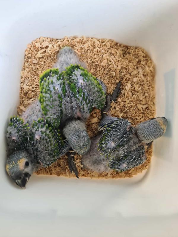 2 left blue front amazon for hand rearing