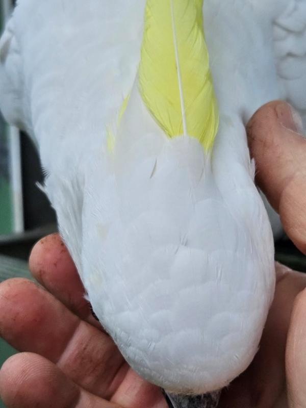 Complete cockatoo collection dispersal