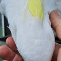 Complete cockatoo collection dispersal