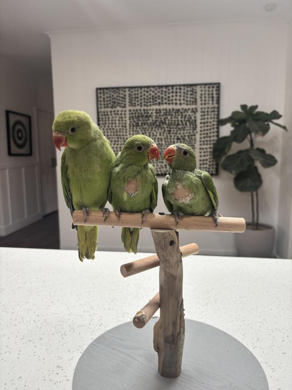 Hand Reared Indian Ringneck Babies