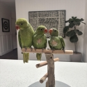 Hand Reared Indian Ringneck Babies