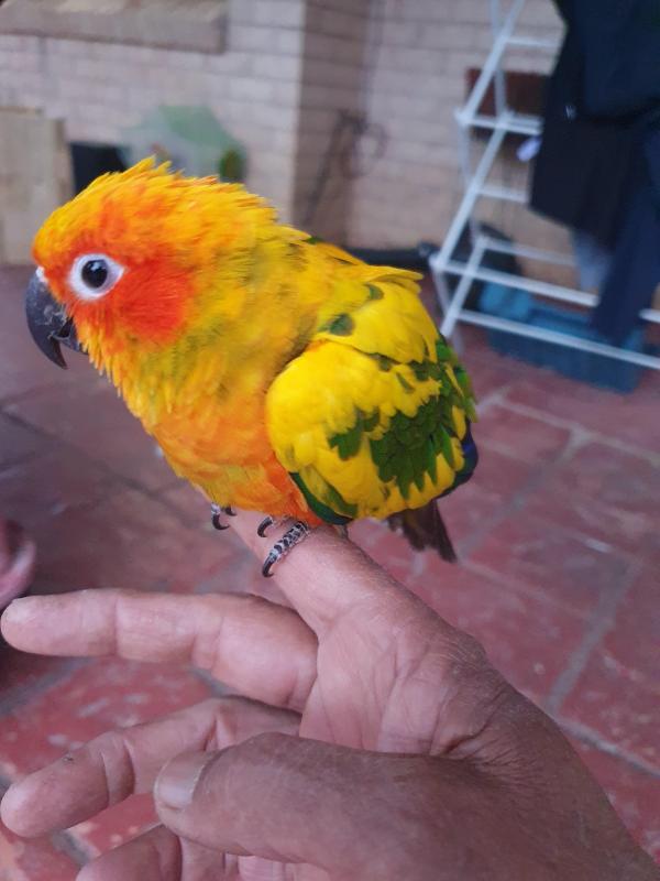 Baby sun conure handraised