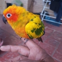 Baby sun conure handraised