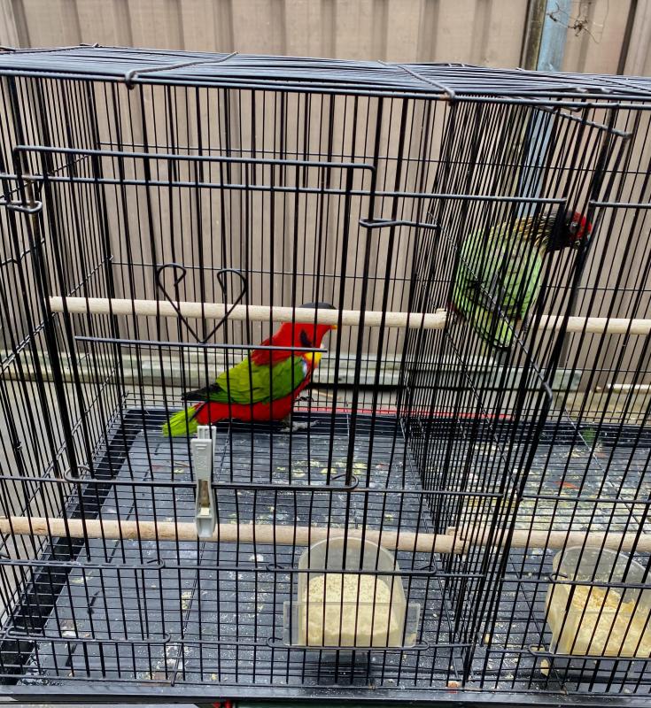 Yellow bibbed and yellow streaked lories