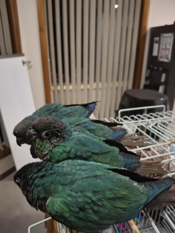 Hand RearedTurquoise green cheeked conures