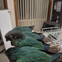 Hand RearedTurquoise green cheeked conures