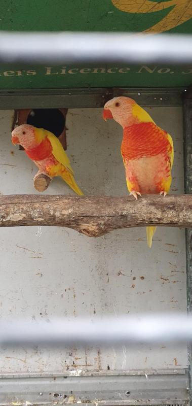 Lutino  lorkeet  breeding  pair