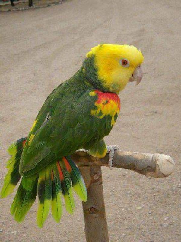 WANTED male magna double yellow amazon baby for hand rearing