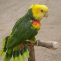 WANTED male magna double yellow amazon baby for hand rearing