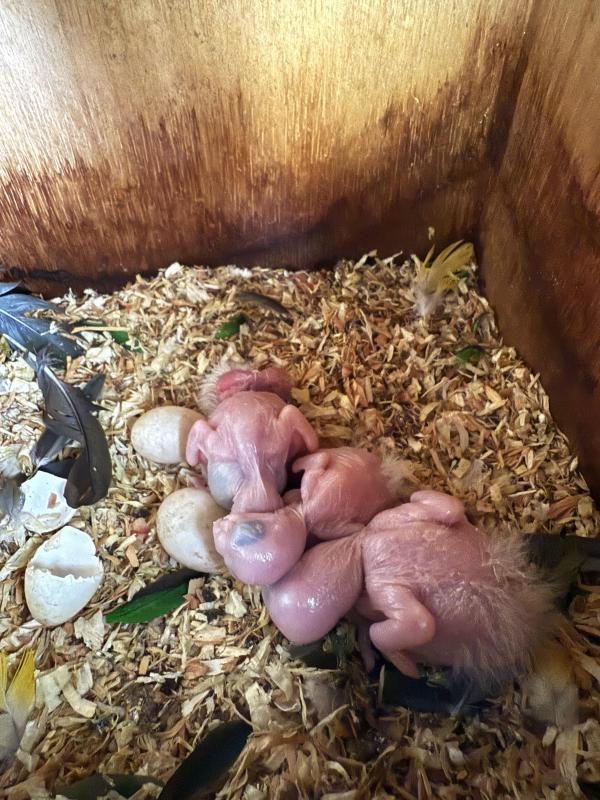 White bellied caiques chicks Now are all sold