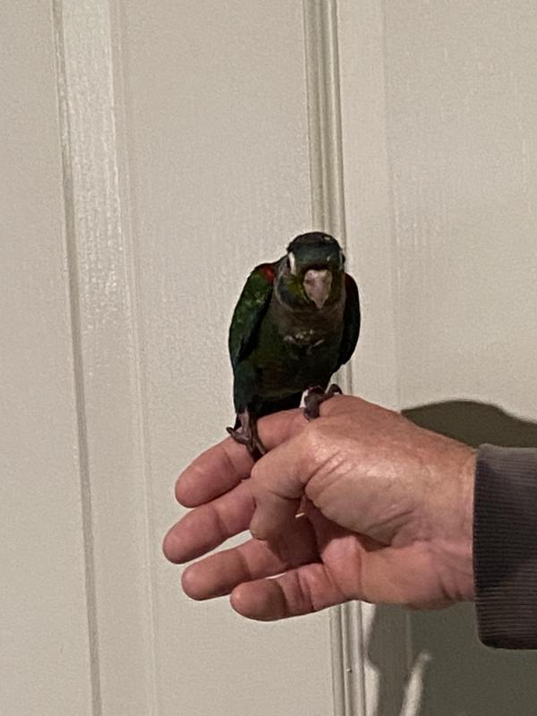 H/raised crimson bellied conure for a pet
