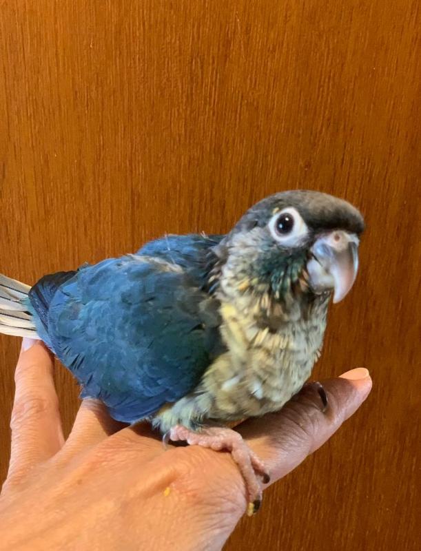 DF Violet Green Cheek Conures
