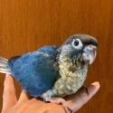 DF Violet Green Cheek Conures
