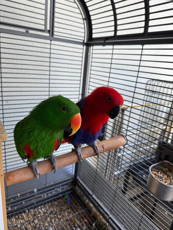 Breeding Pair of Eclectus Parrots Healthy, proven pair