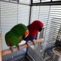 Breeding Pair of Eclectus Parrots Healthy, proven pair