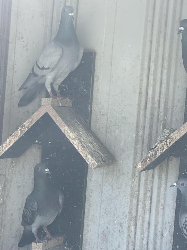 Free pigeons